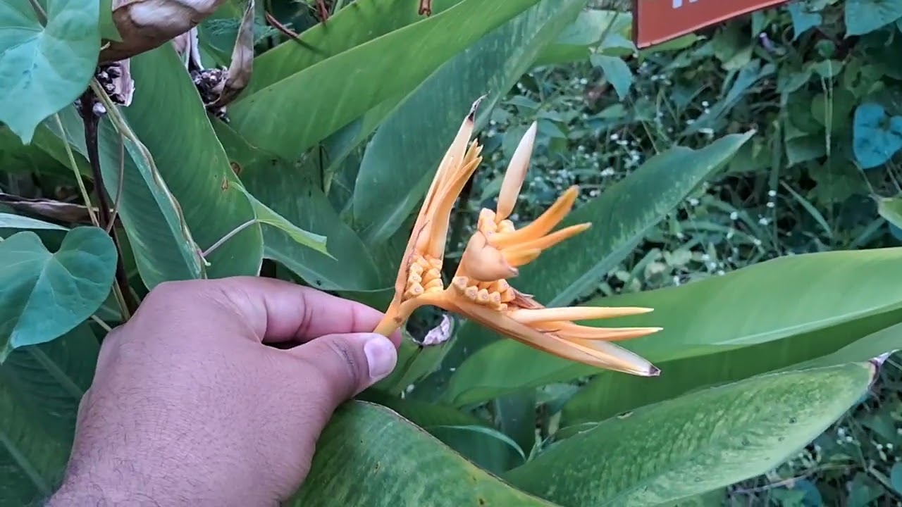 Different type of Heliconia flower (germplasm) 