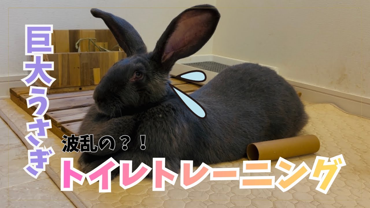 巨大うさぎ【フレミッシュジャイアント】のトイレトレーニング❗️