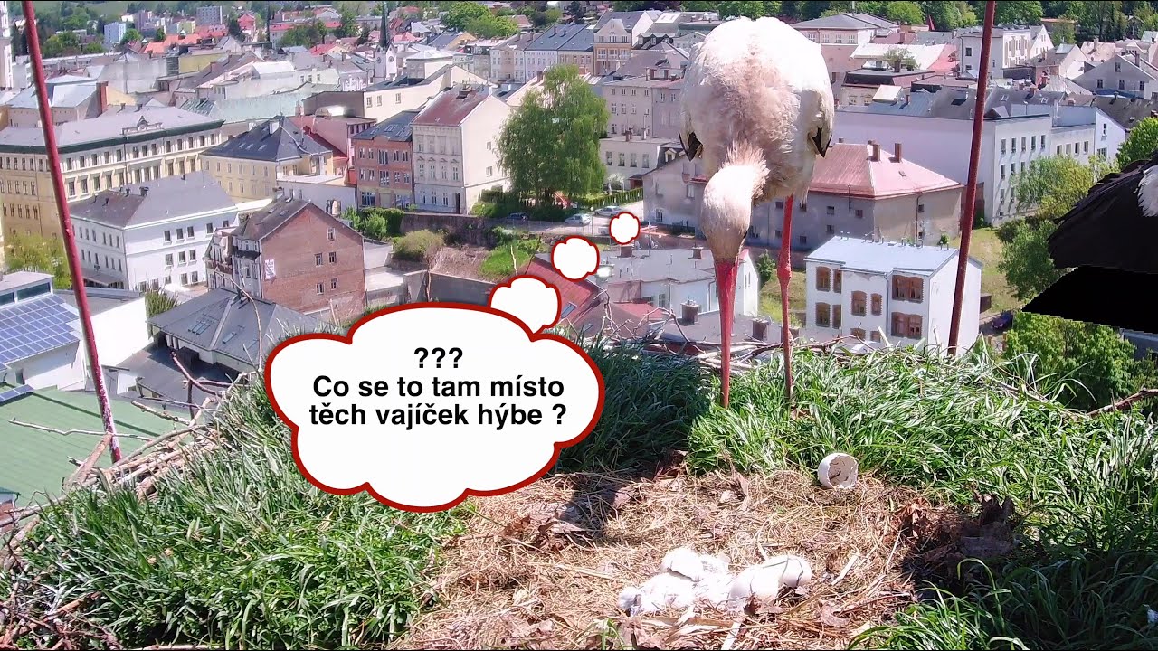 Líhnutí dvou čápat na pivovarském komíně v roce 2021 | hnízdo Trutnova
