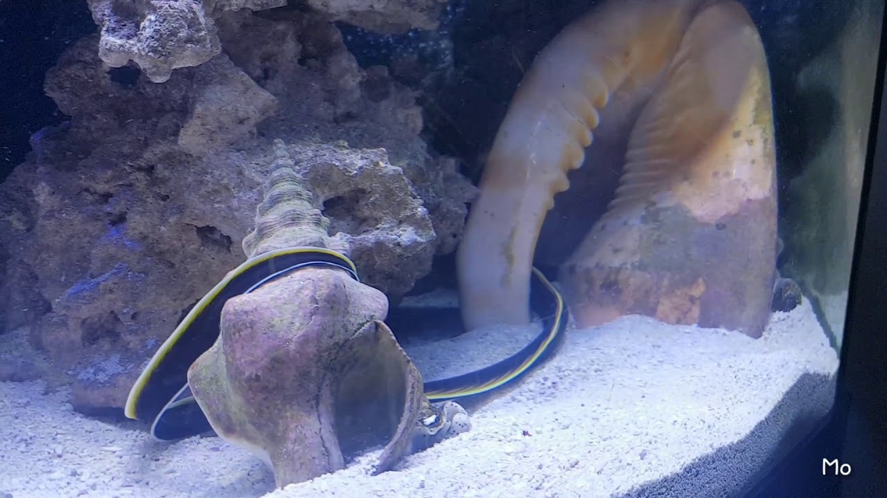 Black Ribbon Eel