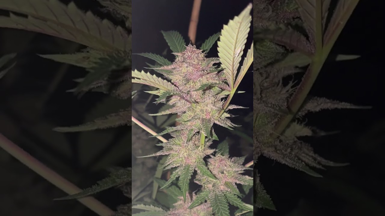 Tropicana cherry Mn outdoor sept 25