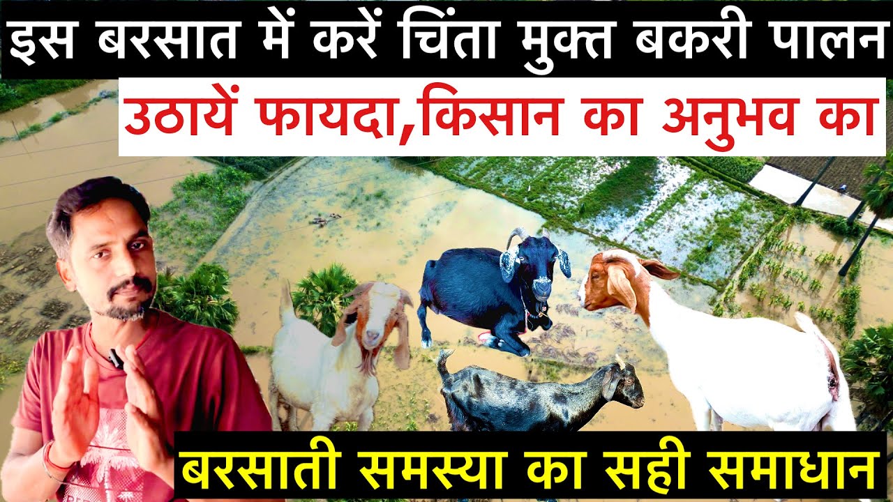 बरसात में बकरियों की समस्याएं और समाधान baris me bakri ko kaise rakhen || goat care in rainy season