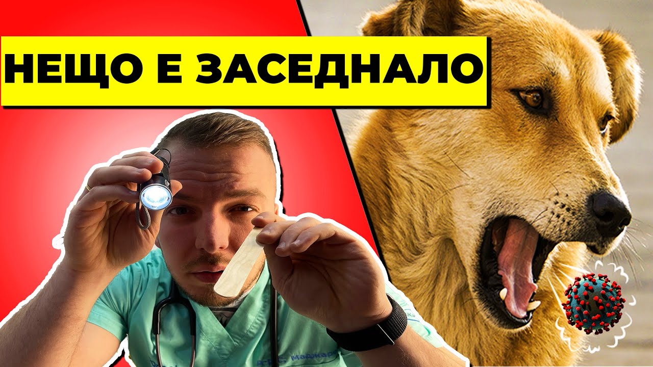 Кучето ми КАШЛЯ И СЕ ДАВИ-нещо му е ЗАСЕДНАЛО В ГЪРЛОТО и се опитва да повърне- КУЧЕШКА КАШЛИЦА