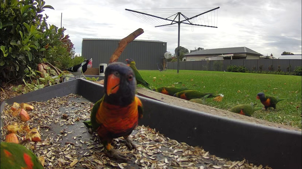Lorikeet have moves like Jagger  | Australian Bird Feeder cam | 3/3/26 | cat tv | dancing | naughty