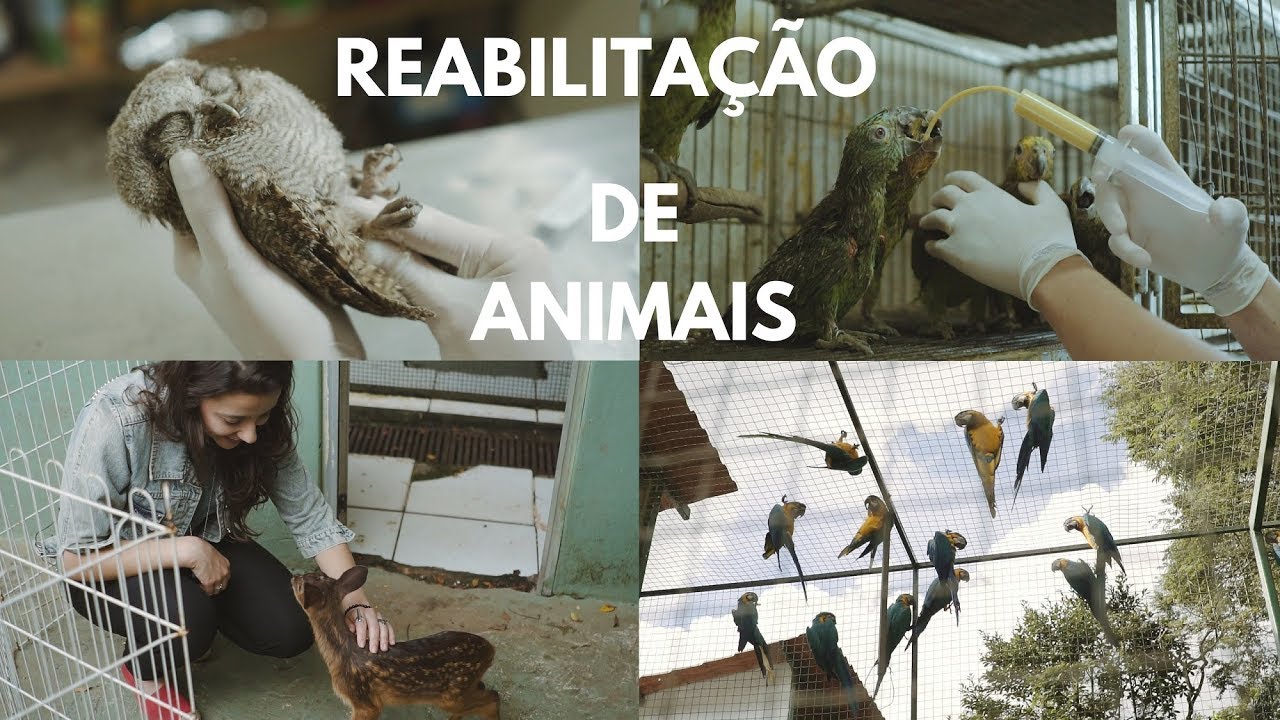 REABILITAÇÃO DE ANIMAIS