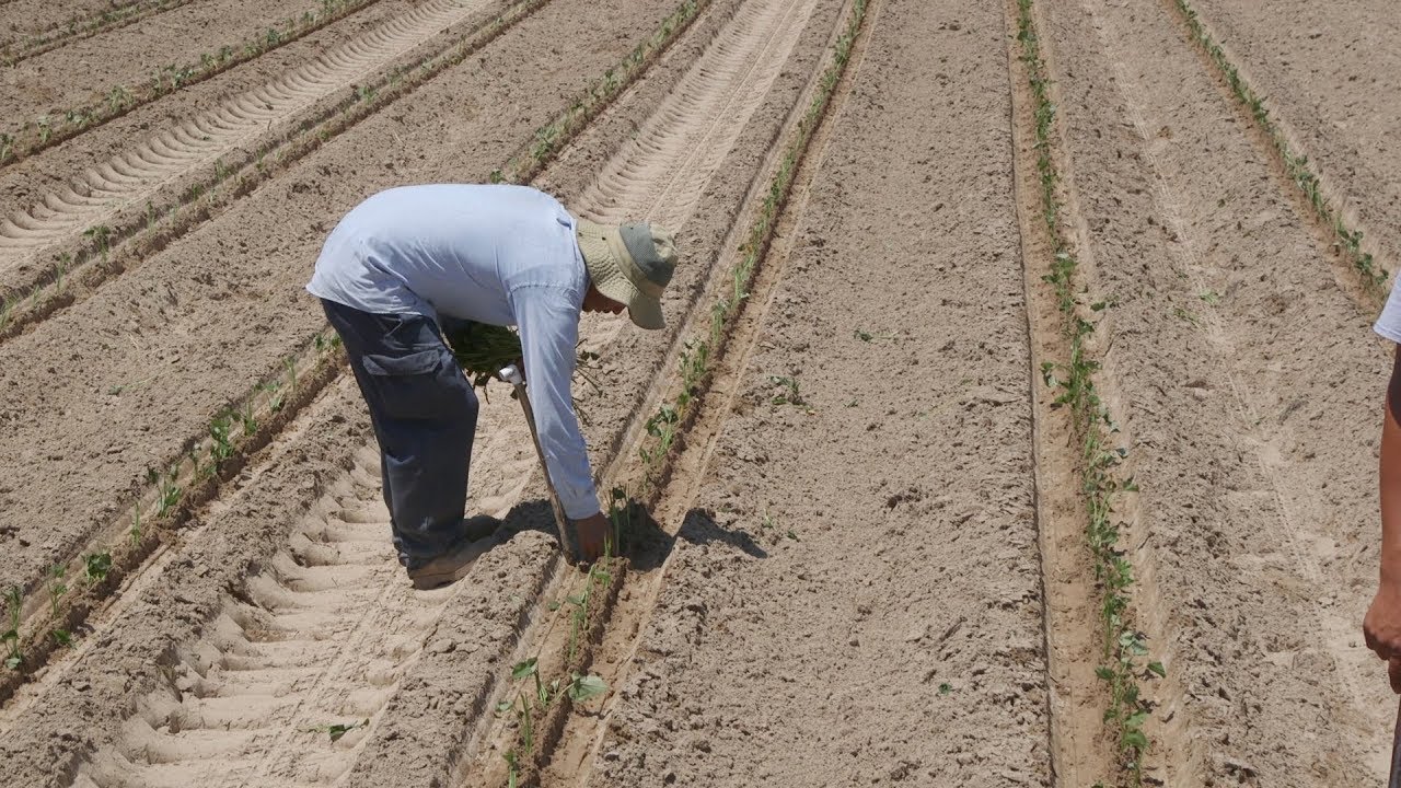 How Scientists Help Farmers Protect Crops and the Environment | Sci NC