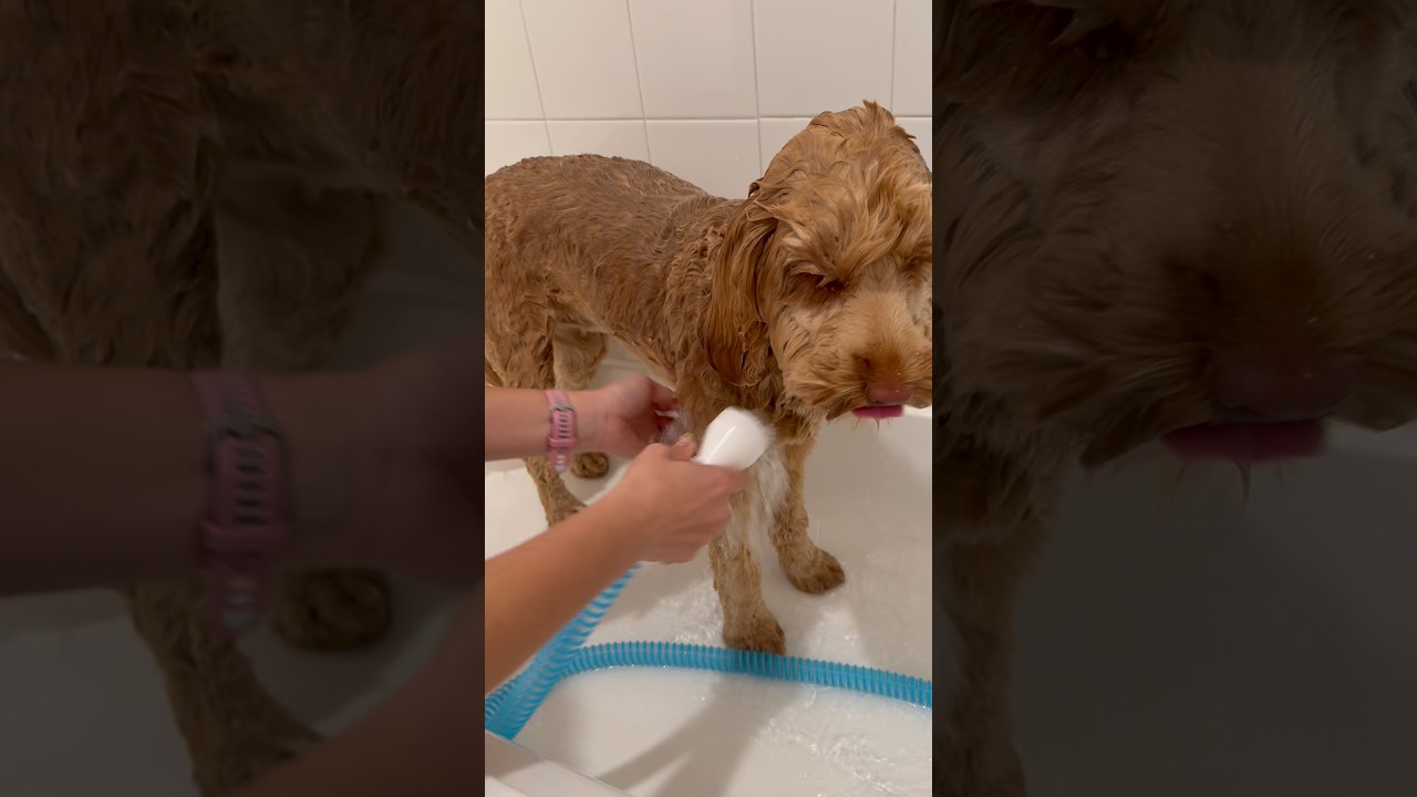 Благодаря Rinseroo купать нашу собаку стало намного проще 🐶🛁
