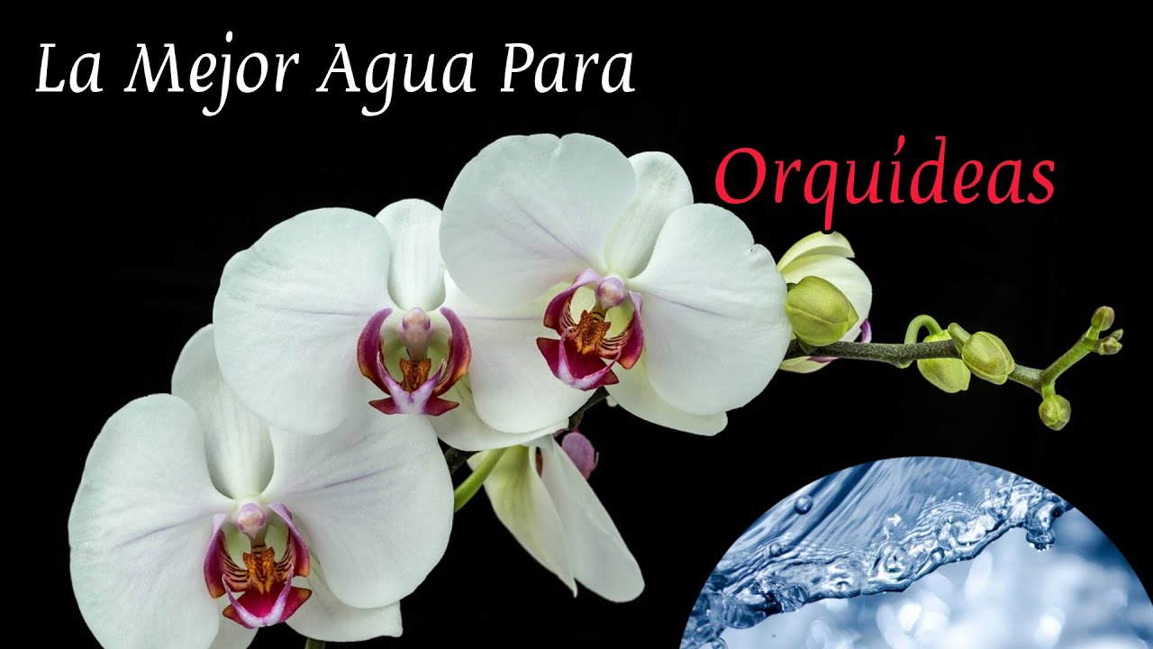 Cuál es la mejor agua para las Orquídeas? 💧🌊🌸