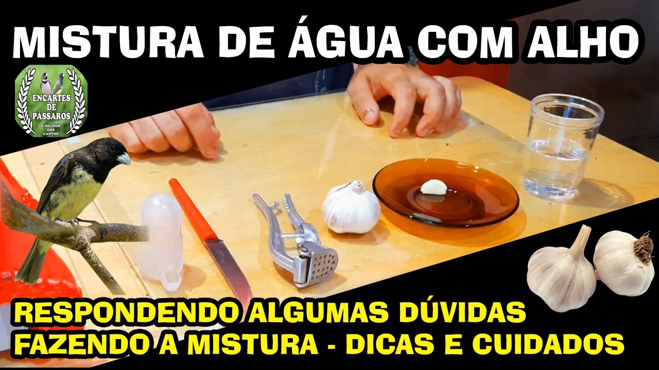 Alho -- Respondendo algumas perguntas (Manejos e Cuidados)