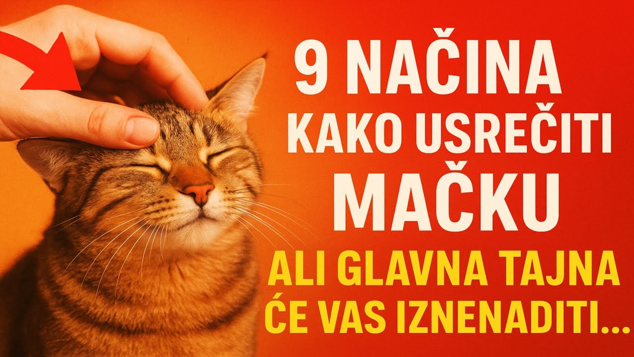 9 načina kako usrećiti mačku. Ali glavna tajna će vas iznenaditi...