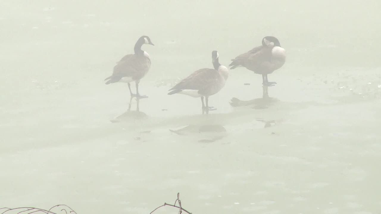 Cause of dead geese at lake being investigated