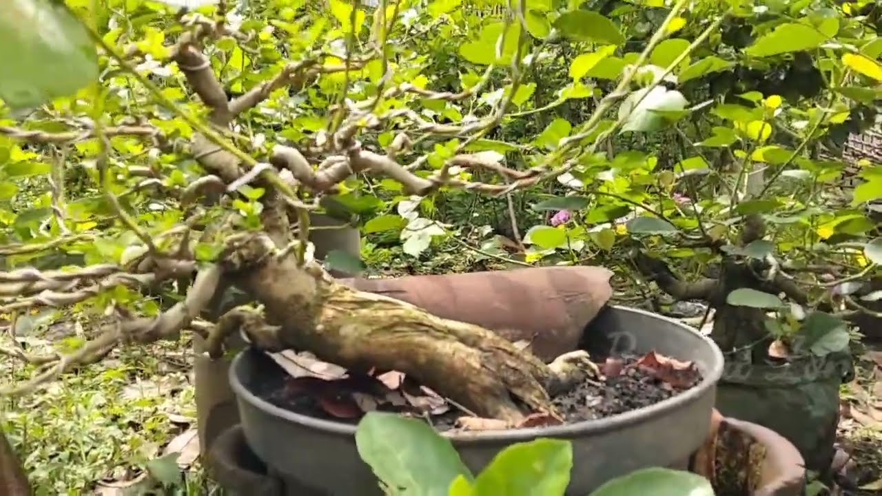 Kumpulan gulma tak berguna jadi bonsai istimewa