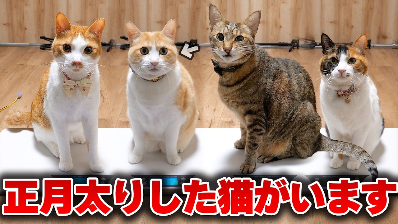 この中に正月太りをした猫がいます