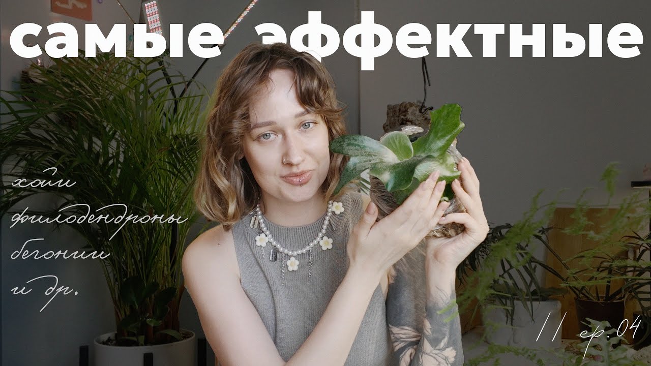 24 самых эффектных комнатных растения на сегодня ✨🌿// ep. 05