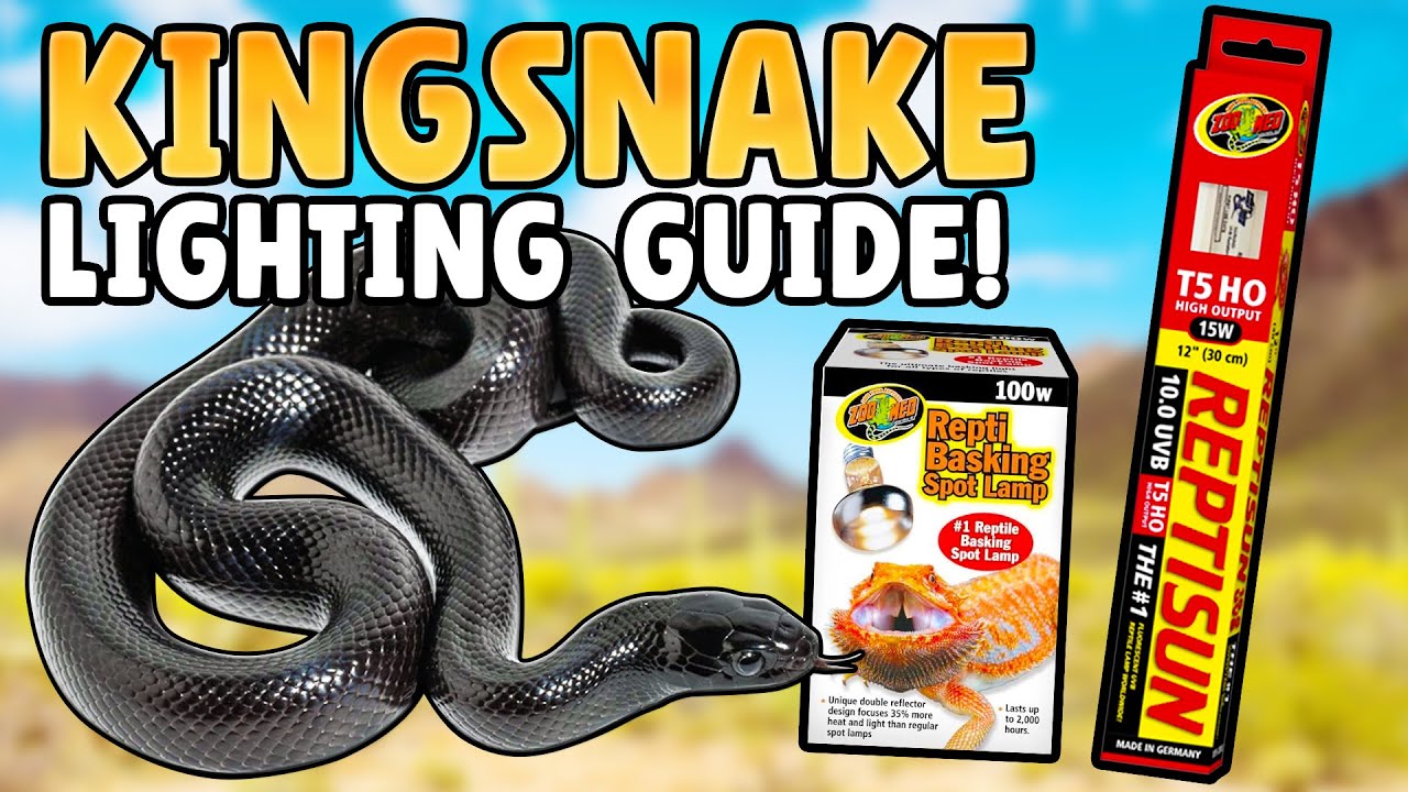 Kingsnake Lighting Setup!
