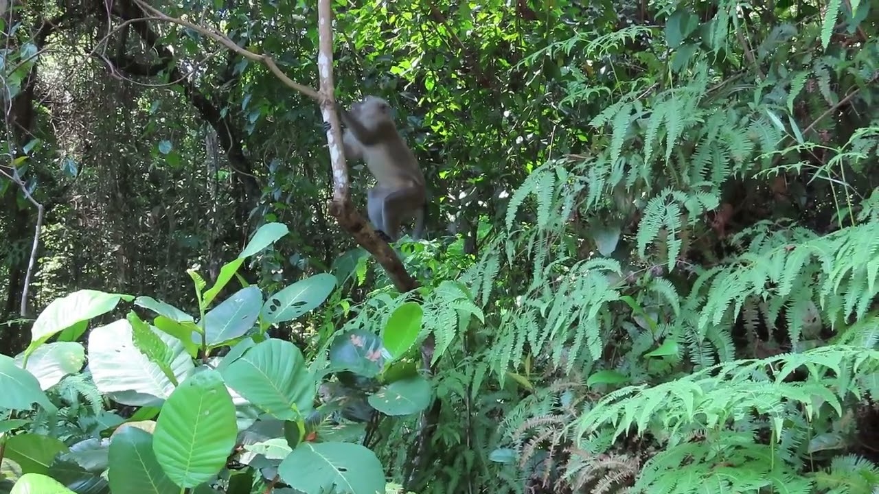 Macaques reacting to an entity (possibly a python) on forest floor beneath them.