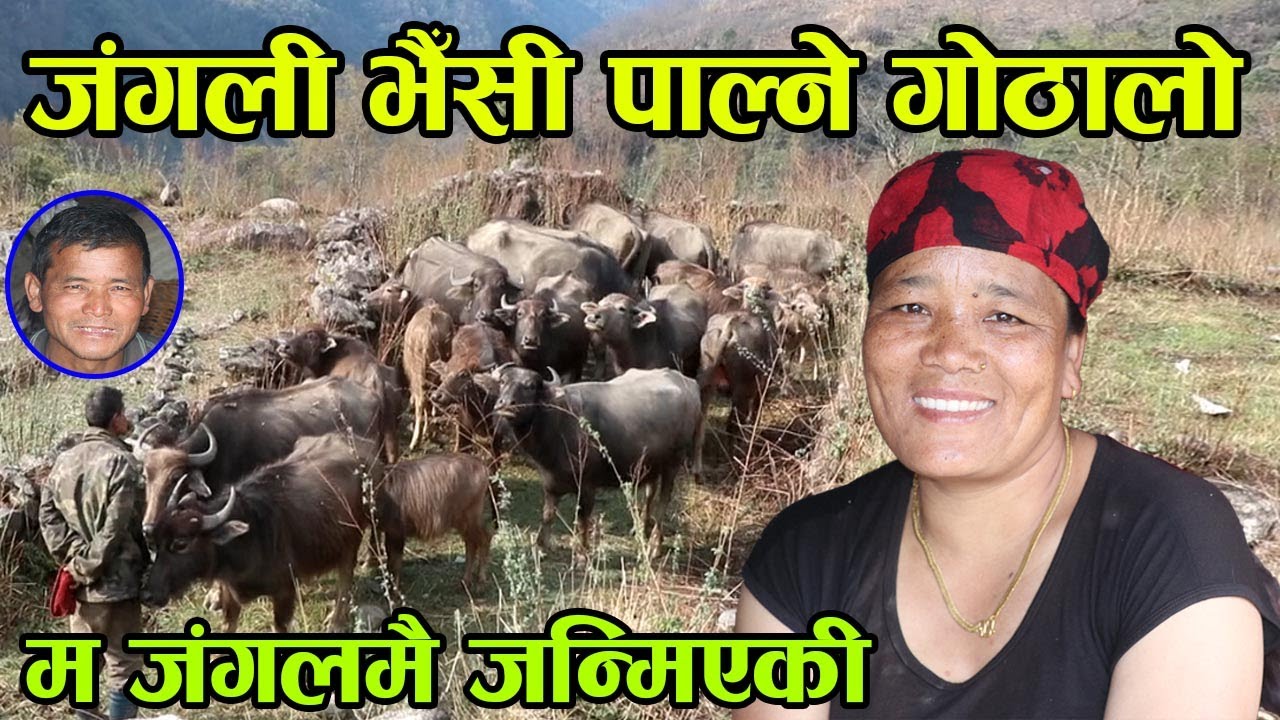 जंगली भैँसी पाल्न घर छोडेर जंगलमै बसेका बुढाबुढी ! गुरुङसेनी भाउजु भन्छिन् ‘म जंगलमै जन्मिएकी’