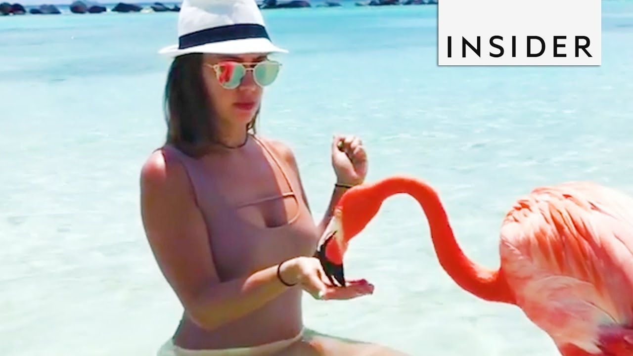 Swim With Flamingos in Aruba