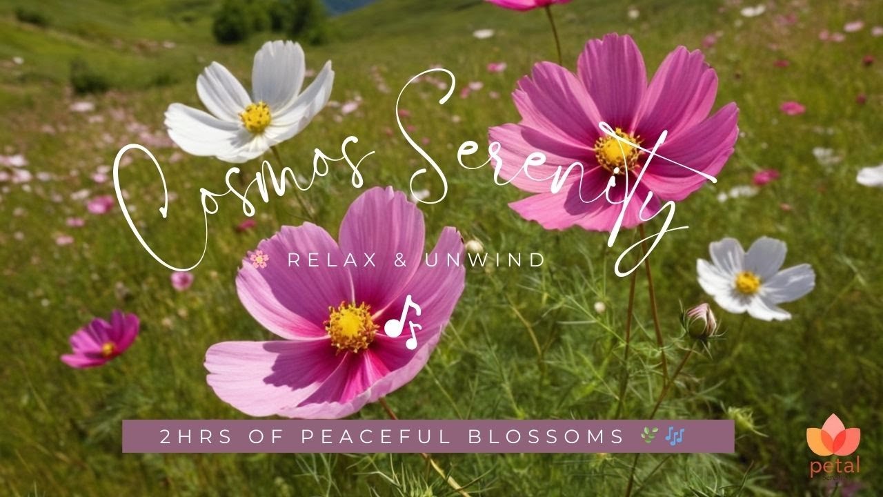 Cosmos Flower Serenity 🌸 Relaxing Music   Peaceful Nature Sounds   Calming Floral Ambience