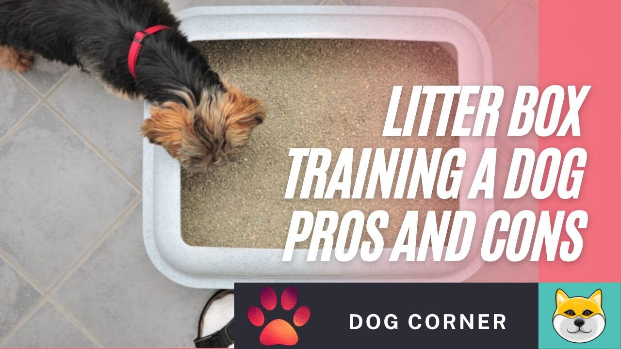 Litter Box Training A Dog Pros And Cons