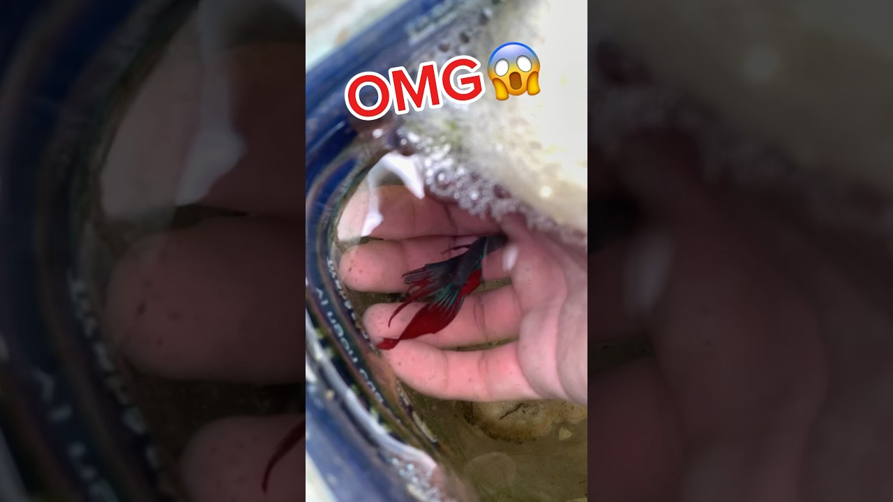Giant wild betta fish bladder nest😱#bettafishtank #betta