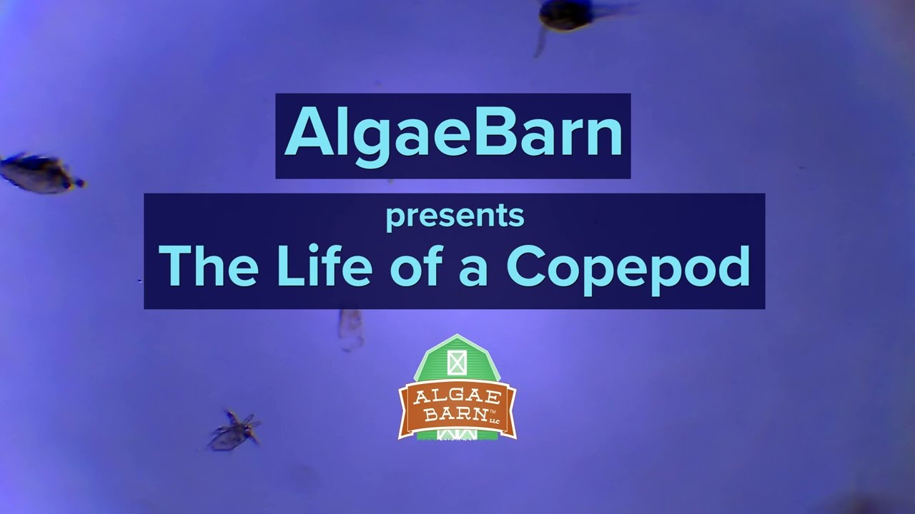 The Life of a Copepod