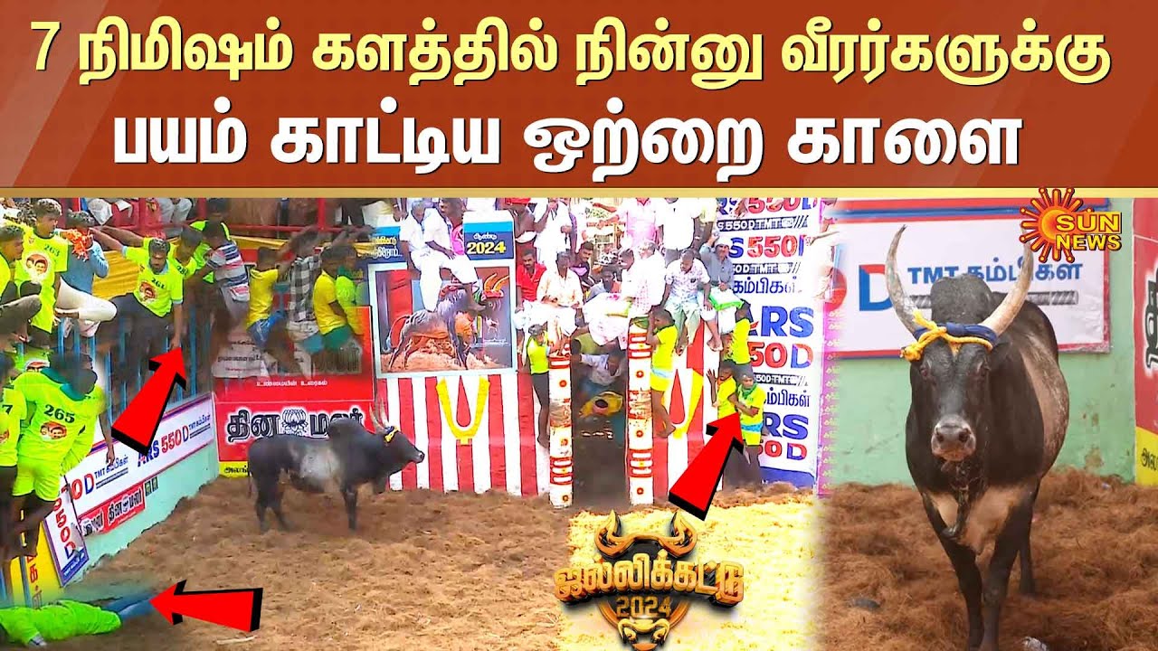 Alanganallur Jallikattu-ல் 7 நிமிஷம் களத்தில் நின்னு வீரர்களுக்கு பயம் காட்டிய ஒற்றை காளை | Sun News