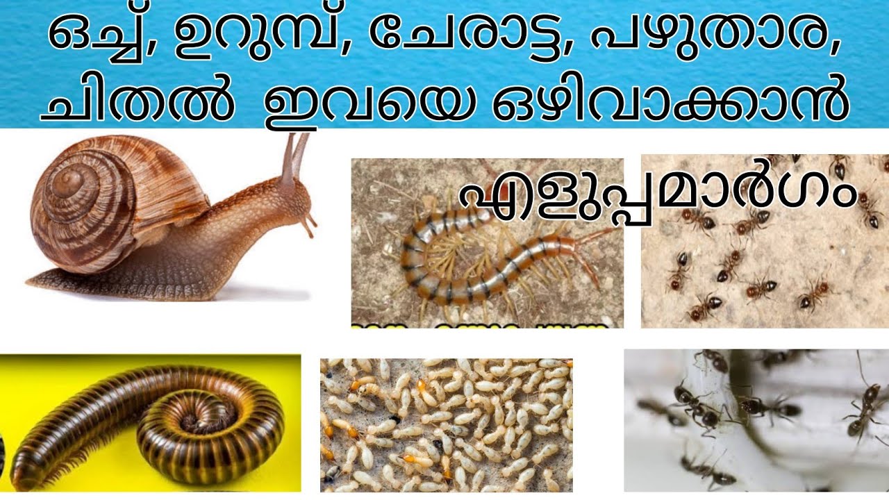 ഒച്ച് ഉറുമ്പ് ചേരാട്ട പഴുതാര ചിതൽ  ഇവയെ ഒഴിവാക്കാൻ എളുപ്പമാർഗം / How to Kill Get Rid of Insect