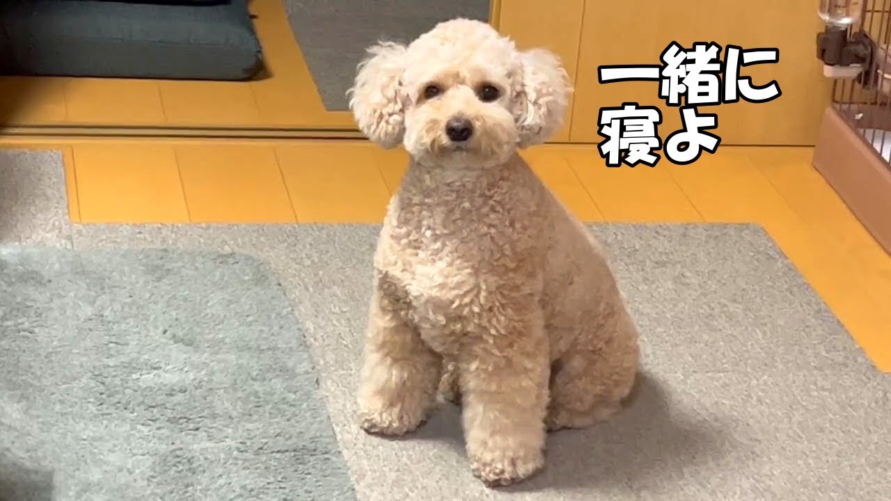 一緒に寝ようと訴えてくる大きいトイプードル【デカプー】【トイプードルのロアくん】【toy poodle】