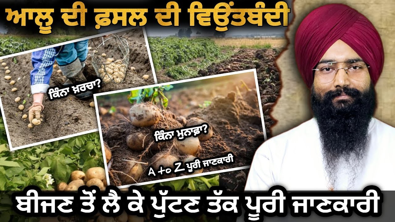 ਆਲੂ ਦੀ ਫ਼ਸਲ ਦੀ ਪੂਰੀ ਵਿਉਂਤਬੰਦੀ | ਫ਼ਸਲ ਦਾ ਖ਼ਰਚਾ?| ਬੀਜਣ ਤੋਂ ਲੈ ਕੇ ਪੁੱਟਣ ਤੱਕ ਪੂਰੀ ਜਾਣਕਾਰੀ | Potato Farming