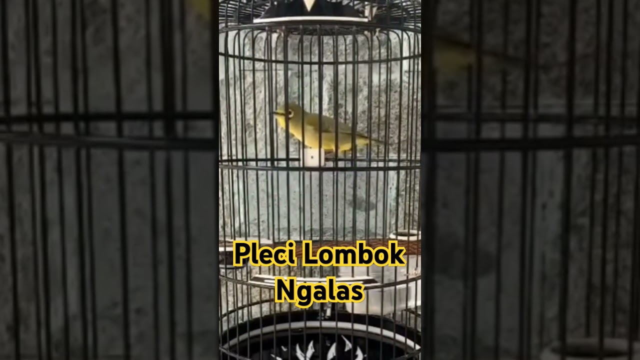 Pleci Lombok Ngalas #plecigacor #plecilombok #plecingalasgacor #plecingalas #kecial