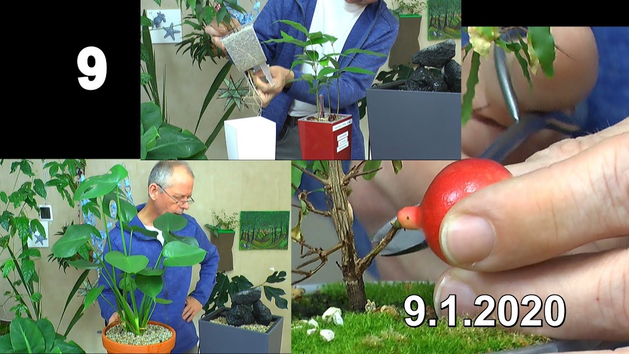 Mega Update mit Zimmer und exotischen Pflanzen im Haus. Lass es gut Wachsen