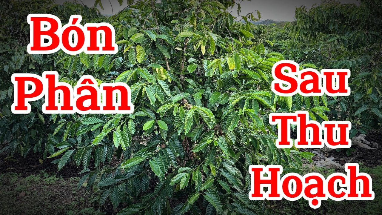 Bón phân và chăm sóc cho cây cà phê sau khi thu hoạch.
