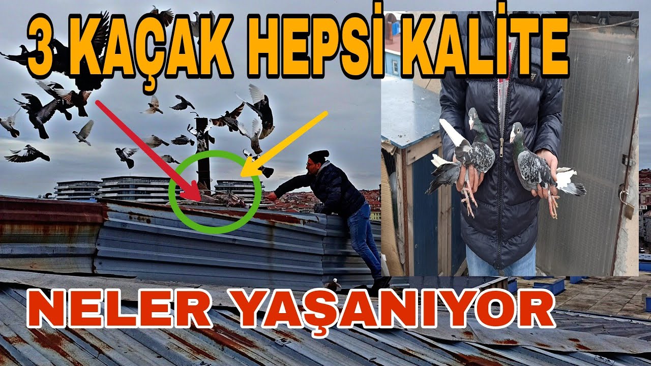 GÖRE BİLECEĞİNİZ EN KALİTELİ KAÇAK AVCİSİ