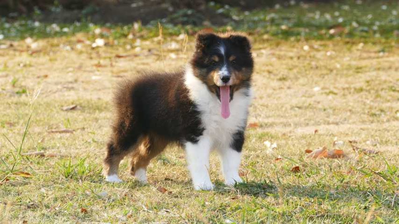 You Won't Believe This Dog's Wild Side! 