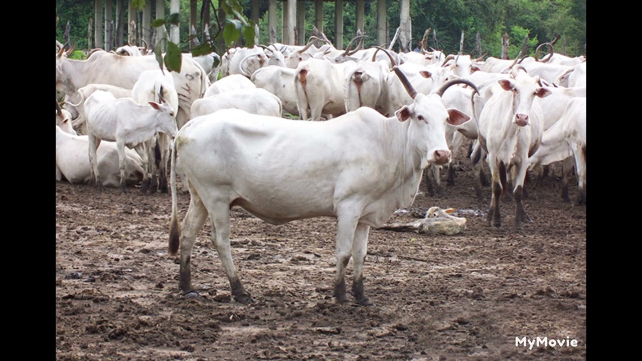 NLDB farm in sri lanka  goat farm in sri lanka  (dairy farm)