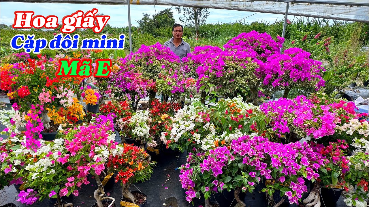 Hoa giấy mini Cẩm thạch lá xanh nhiều màu giá tốt..06/09😘📲 0336517026.Bằng-Bùi