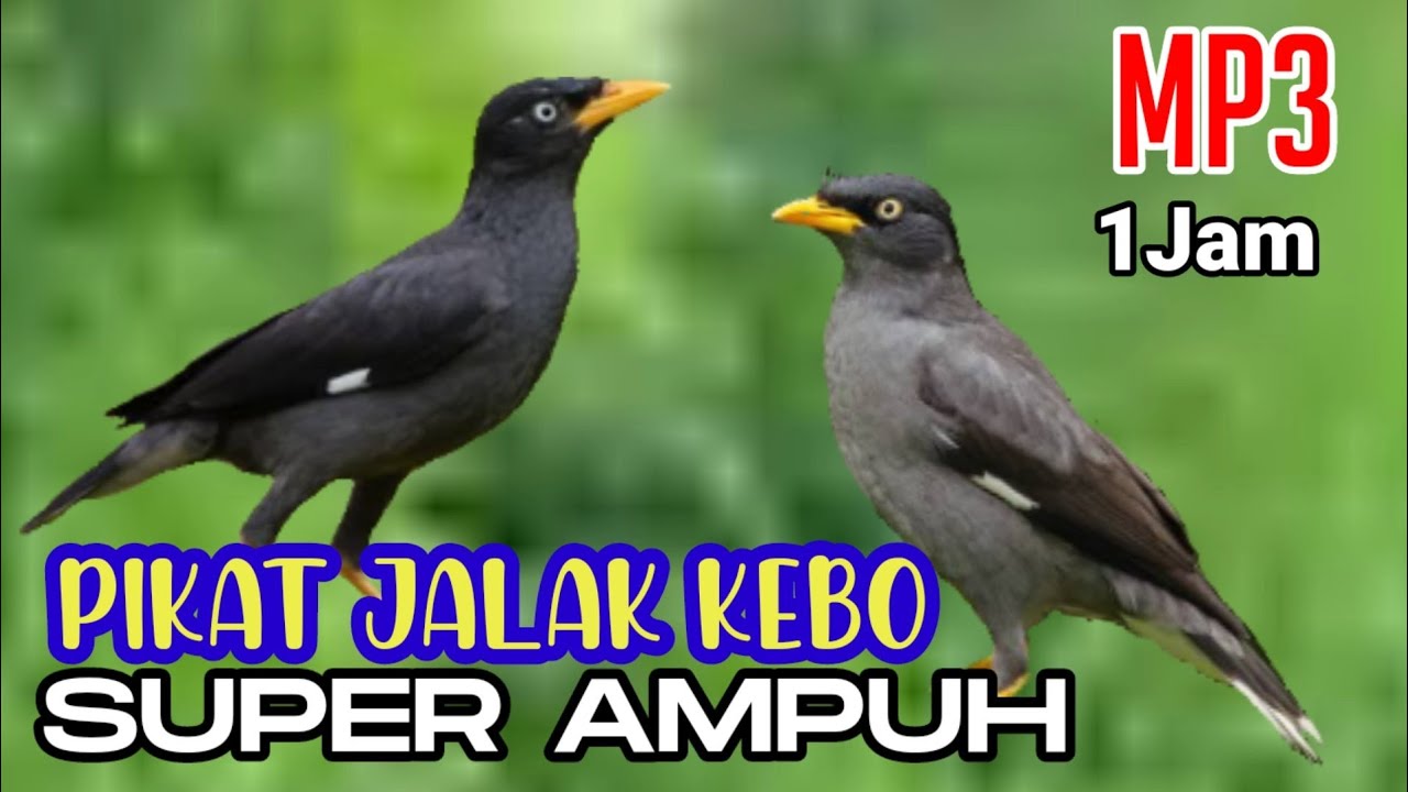 Mp3 suara jalak kebo ampuh buat pikat || Pemikat jalak kebo liar di jamin ampuh