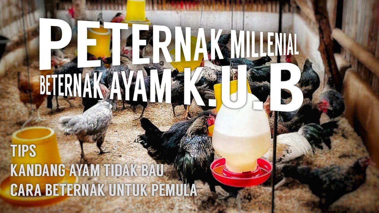 BETERNAK AYAM K.U.B