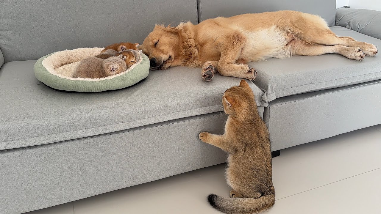 A golden retriever was guarding the kittens as they slept when a big cat disturbed them!So cute!