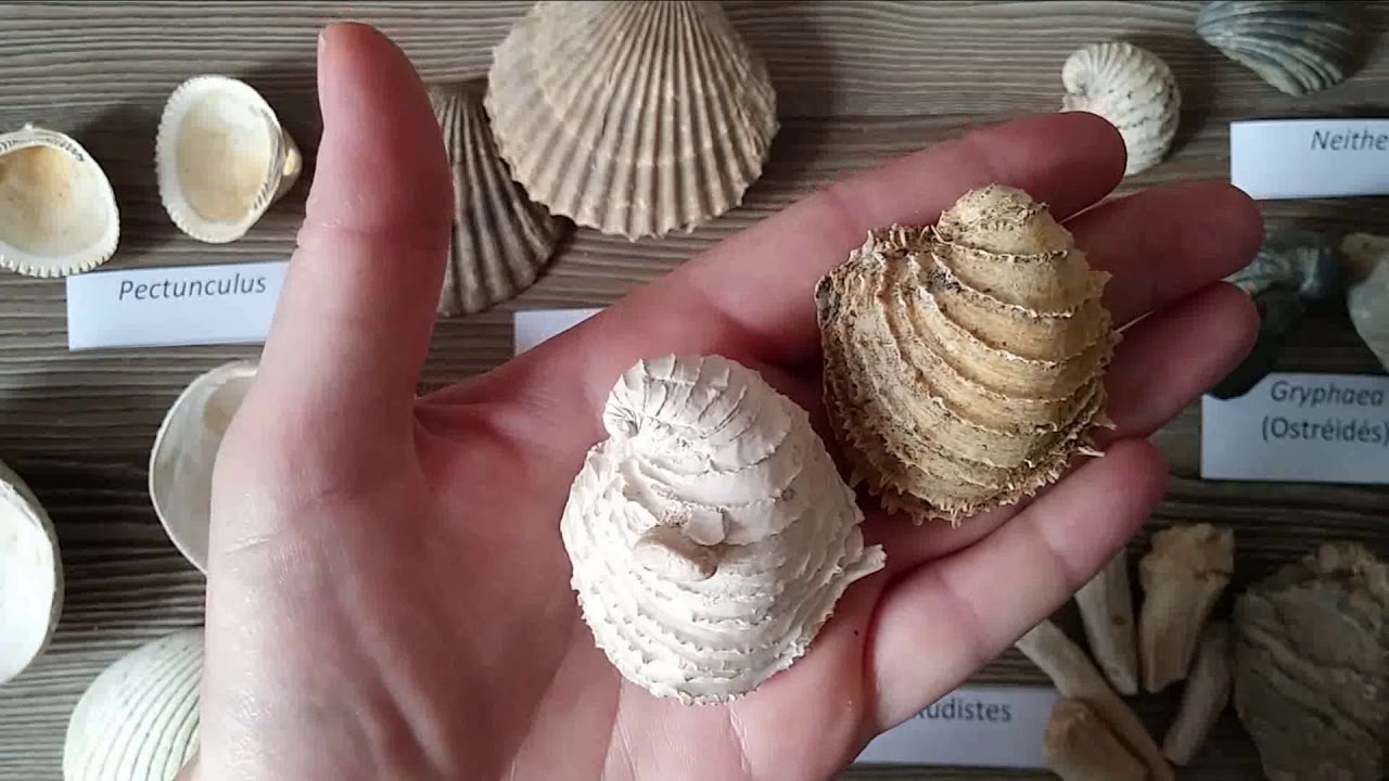 TP Paléontologie L2 - Les Bivalves (par Mme Ruault-Djerrab)