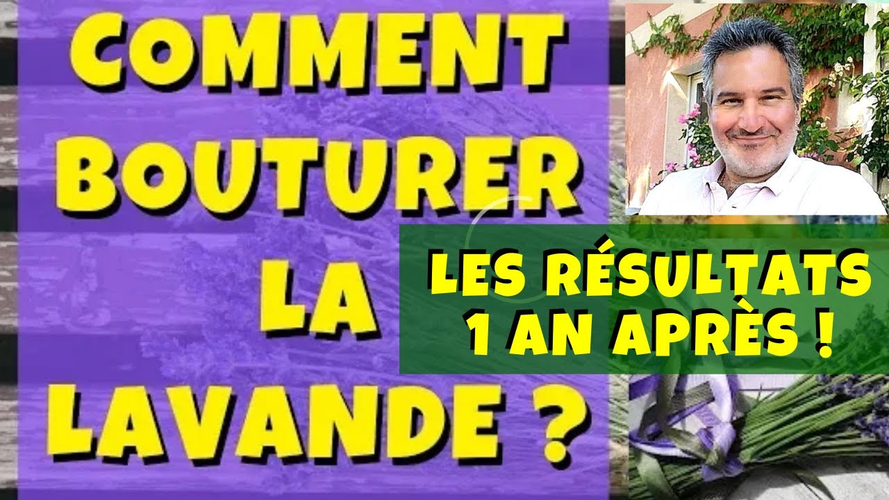 Boutures de lavande et romarin : les résultats 1 an après !