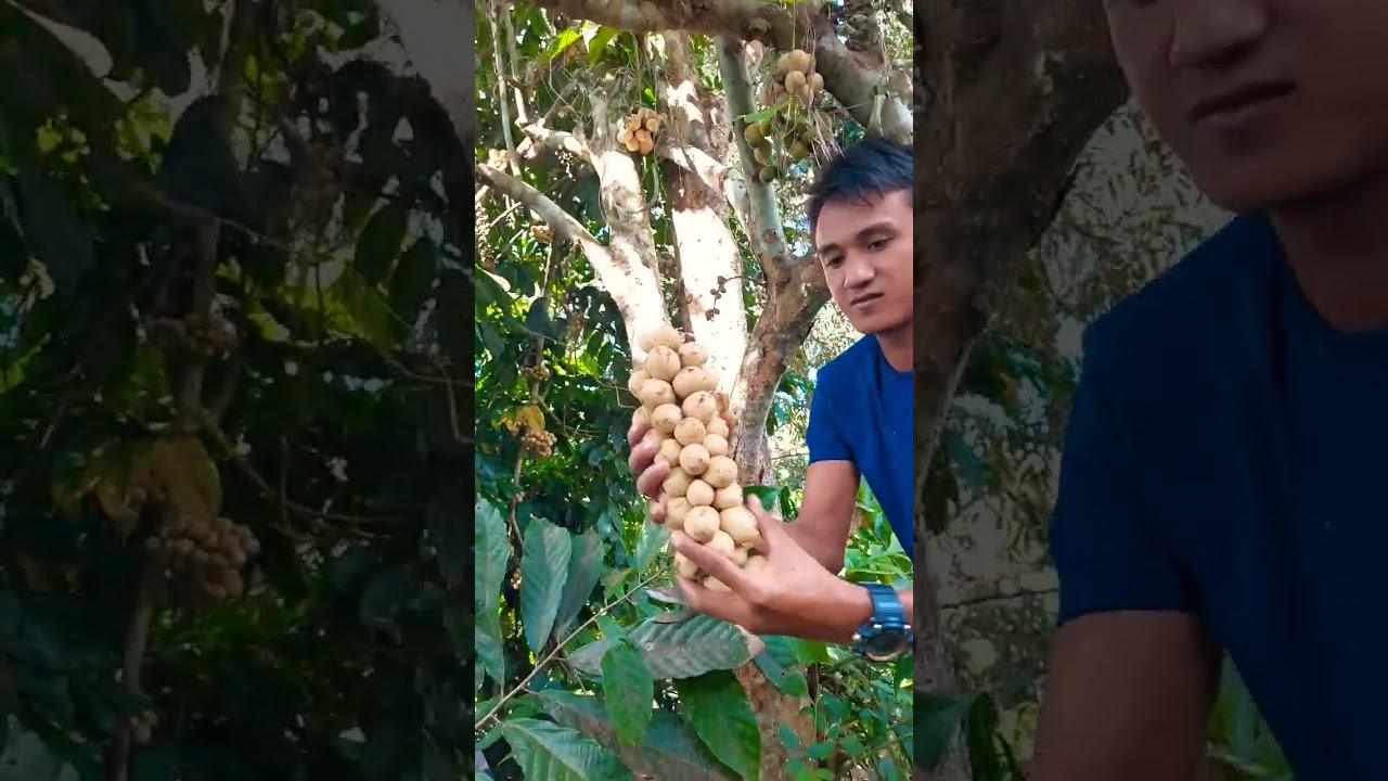 musim buah langsat