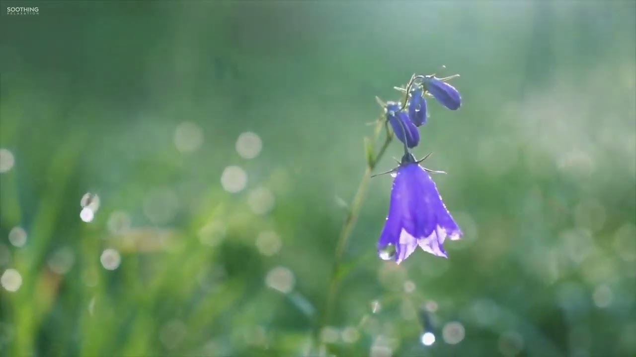 Cudowne Życie z Naturą i Muzyką.