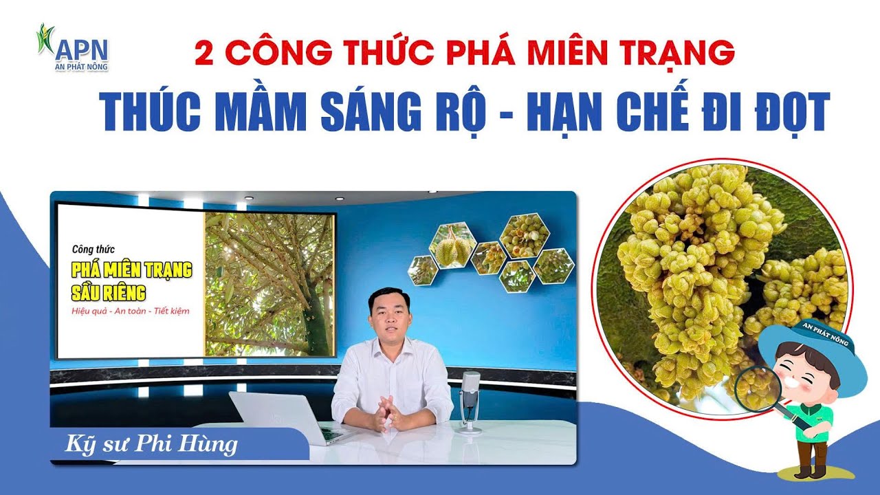 APN - 2 C&Ocirc;NG THỨC PH&Aacute; MI&Ecirc;N TRẠNG | TH&Uacute;C MẦM S&Aacute;NG RỘ, HẠN CHẾ ĐI ĐỌT