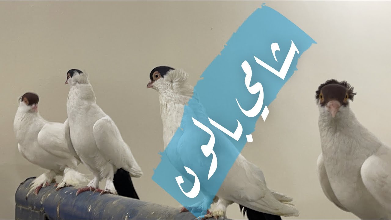 اشتريت حمام شامي بلون