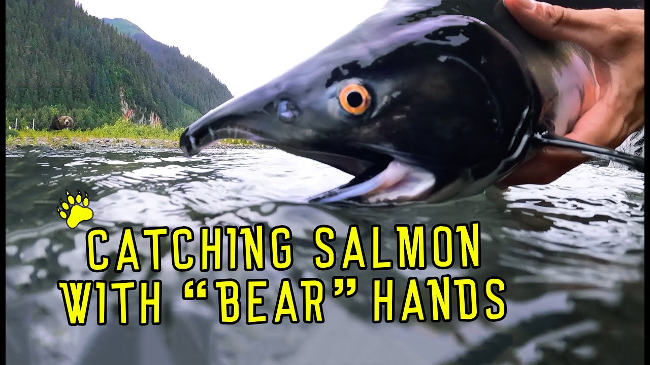 Barehanded- Catching Salmon!
