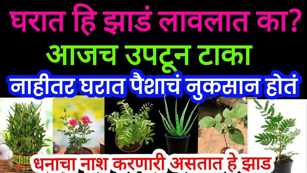 धनाचा नाश करणारी ही झाड घरात सुकूनही लावू नका असतील तर आजच उपटून टाका 