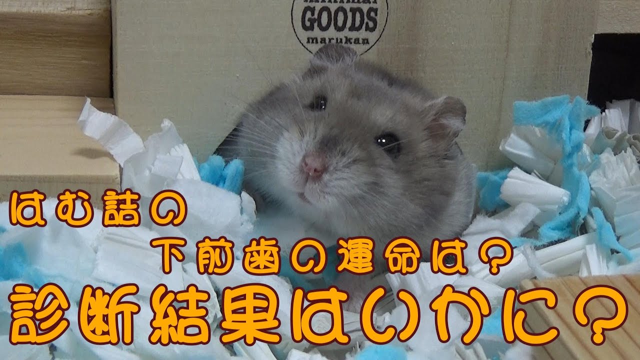 【報告】診断結果はどうなった？