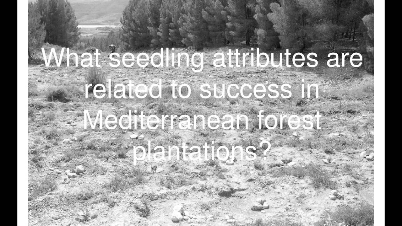 Functional traits and physiological processes relevant for seedling establishment